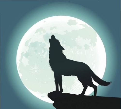 野外的狼群,为什么喜欢对月嚎叫呢(野外的狼群,为什么喜欢对月嚎叫的声音)