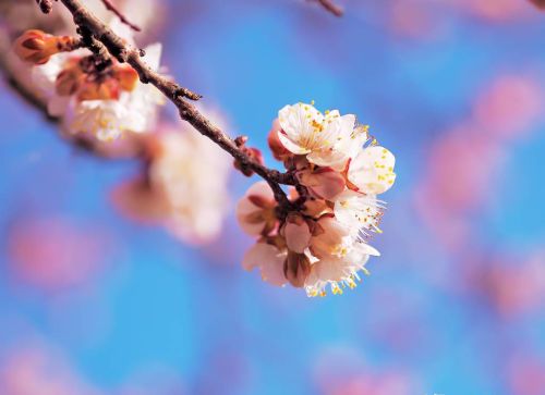 杏花香的诗句(十首绝美的杏花诗词)