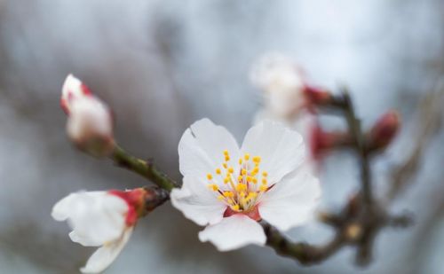 杏花香的诗句(十首绝美的杏花诗词)