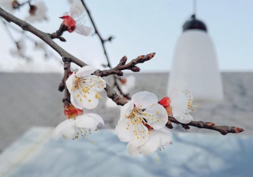 杏花香的诗句(十首绝美的杏花诗词)