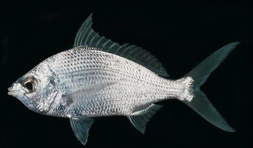 常见小海鲜品种大全名字(常见海鲜鱼)