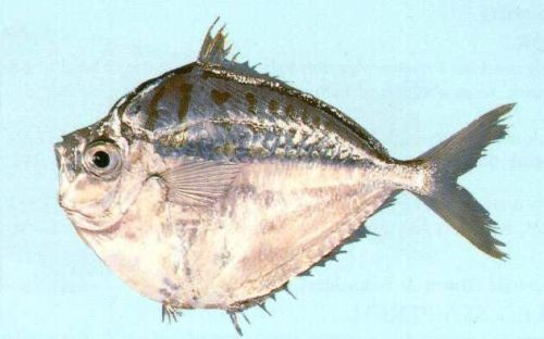常见小海鲜品种大全名字(常见海鲜鱼)