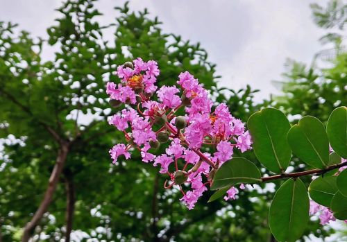 又见紫薇花开的诗(又到紫薇花开时)