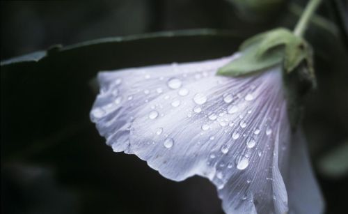 夏日听雨,雨声如喘(夏日听雨的诗句)