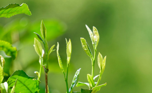 茶的芽和叶怎么区别(茶叶芽和叶哪个好)