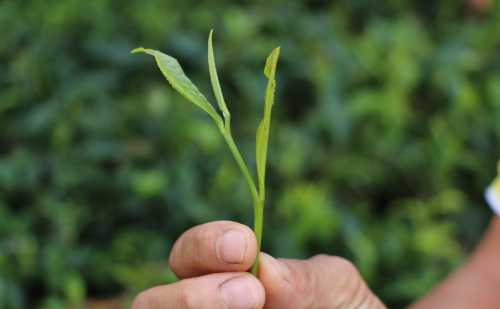 茶的芽和叶怎么区别(茶叶芽和叶哪个好)