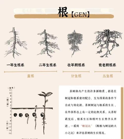 春茶季:新树的芽叶品质为何不如老树好(新芽树枝有什么用)