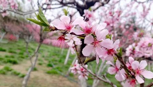 校园就是花园 教师就是园丁作文(校园就是花园 教师就是园丁教师)