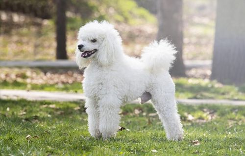 贵宾犬的健康:如何保证它们的长寿与幸福呢(贵宾犬一般寿命多长时间)