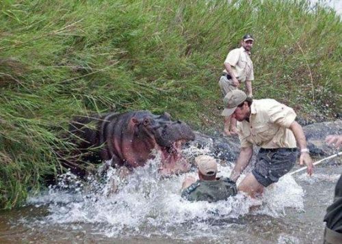 非洲最危险的动物之一河马