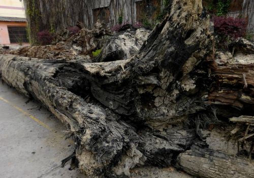被称为“东方神木”的阴沉木不可再生，还有祛风除湿之功效