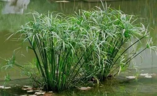 哪种挺水植物做沼泽过滤最好(鱼缸沼泽过滤种哪些植物好)