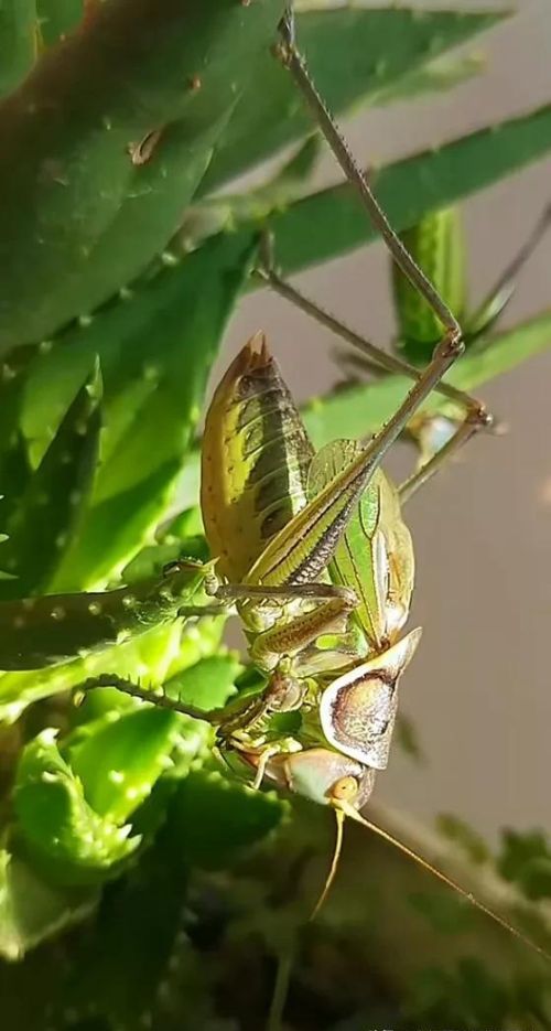 壁纸高清全屏 唯美 鲜花(壁纸 鲜花)