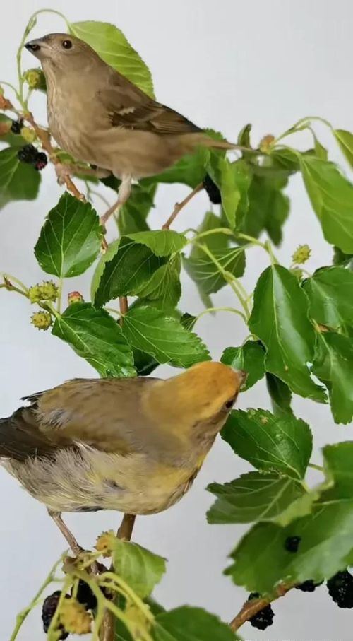 壁纸高清全屏 唯美 鲜花(壁纸 鲜花)