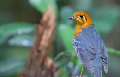 橙头地鸫鸟的信息(橙头地鸫是国家保护动物吗)