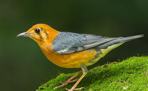 橙头地鸫鸟的信息(橙头地鸫是国家保护动物吗)