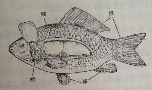 鱼的解剖过程实验报告(鱼的解剖与观察)