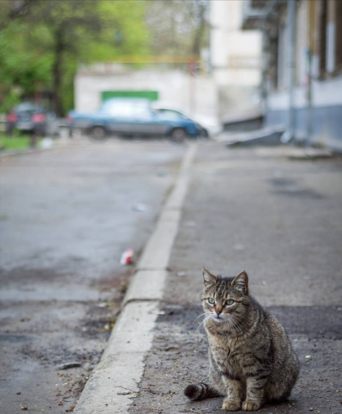 如何跟流浪猫混熟(流浪猫怎么和家猫相处好)