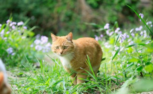 如何跟流浪猫混熟(流浪猫怎么和家猫相处好)