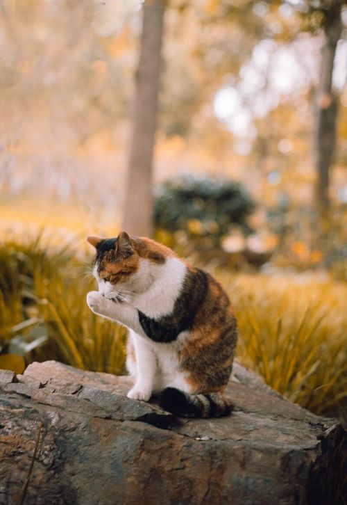 如何跟流浪猫混熟(流浪猫怎么和家猫相处好)