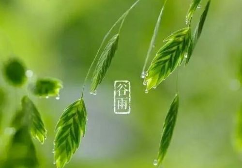 谷雨“春养”：保持“三通”，帮身体排“垃圾”