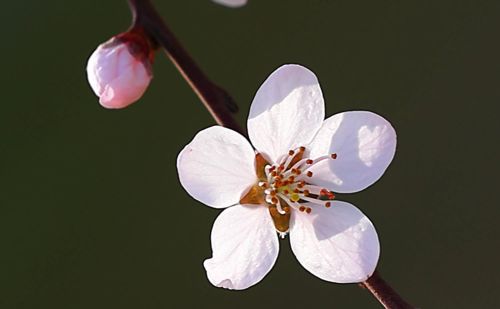 春花烂漫下一句是什么(春花烂漫时的诗句)