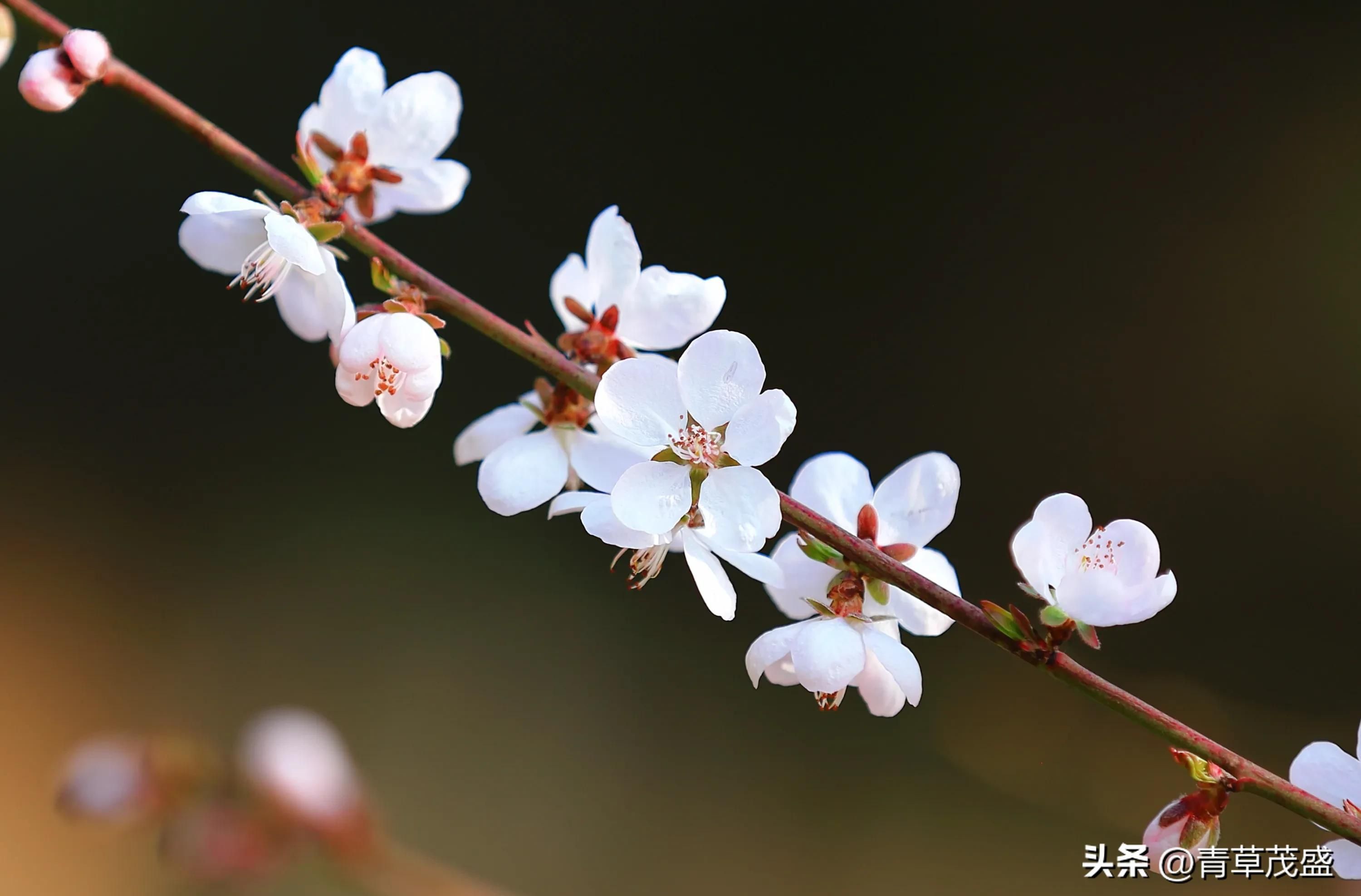 春花烂漫下一句是什么(春花烂漫时的诗句)