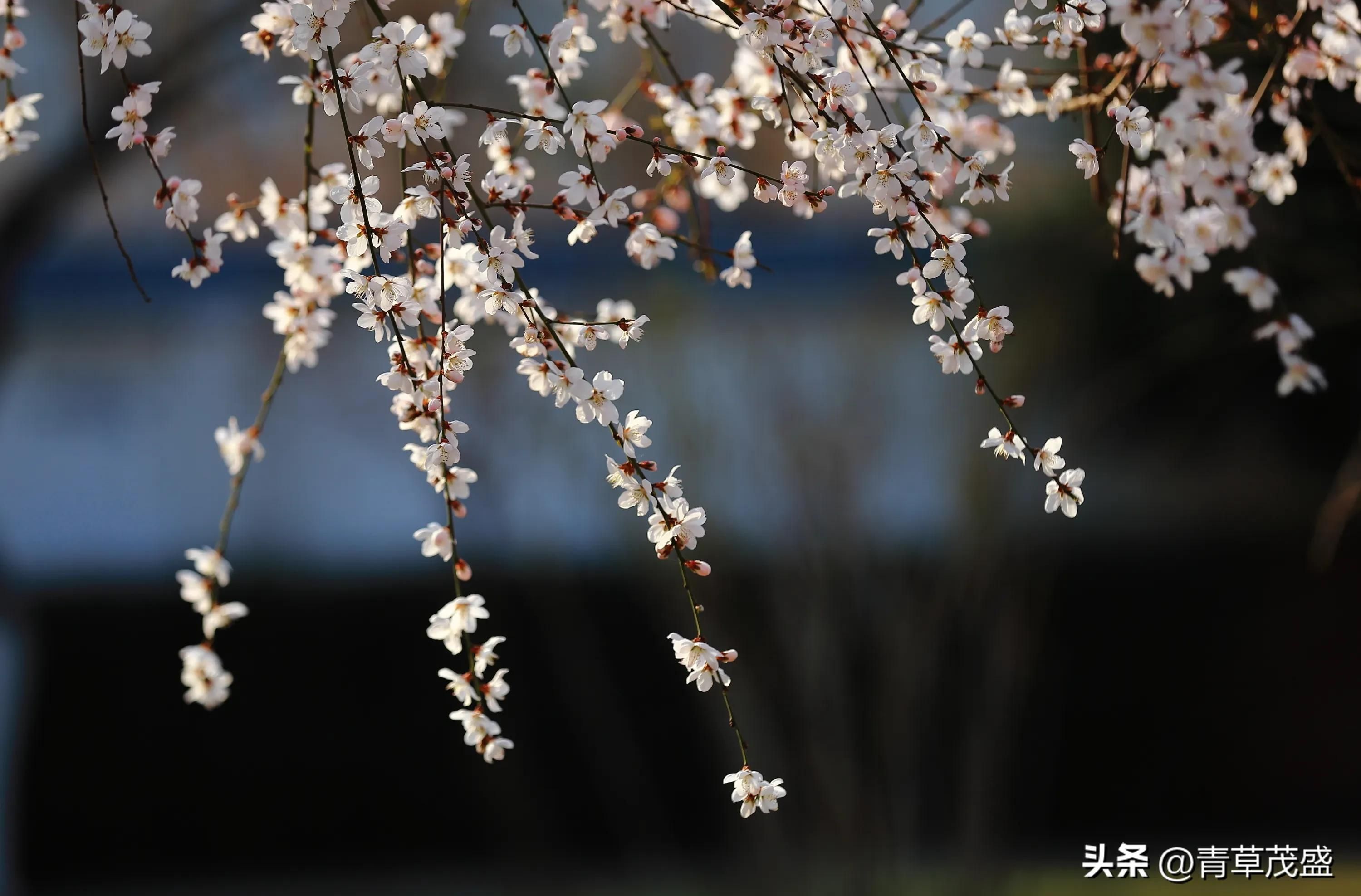 春花烂漫下一句是什么(春花烂漫时的诗句)