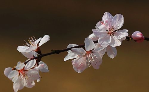 春花烂漫下一句是什么(春花烂漫时的诗句)