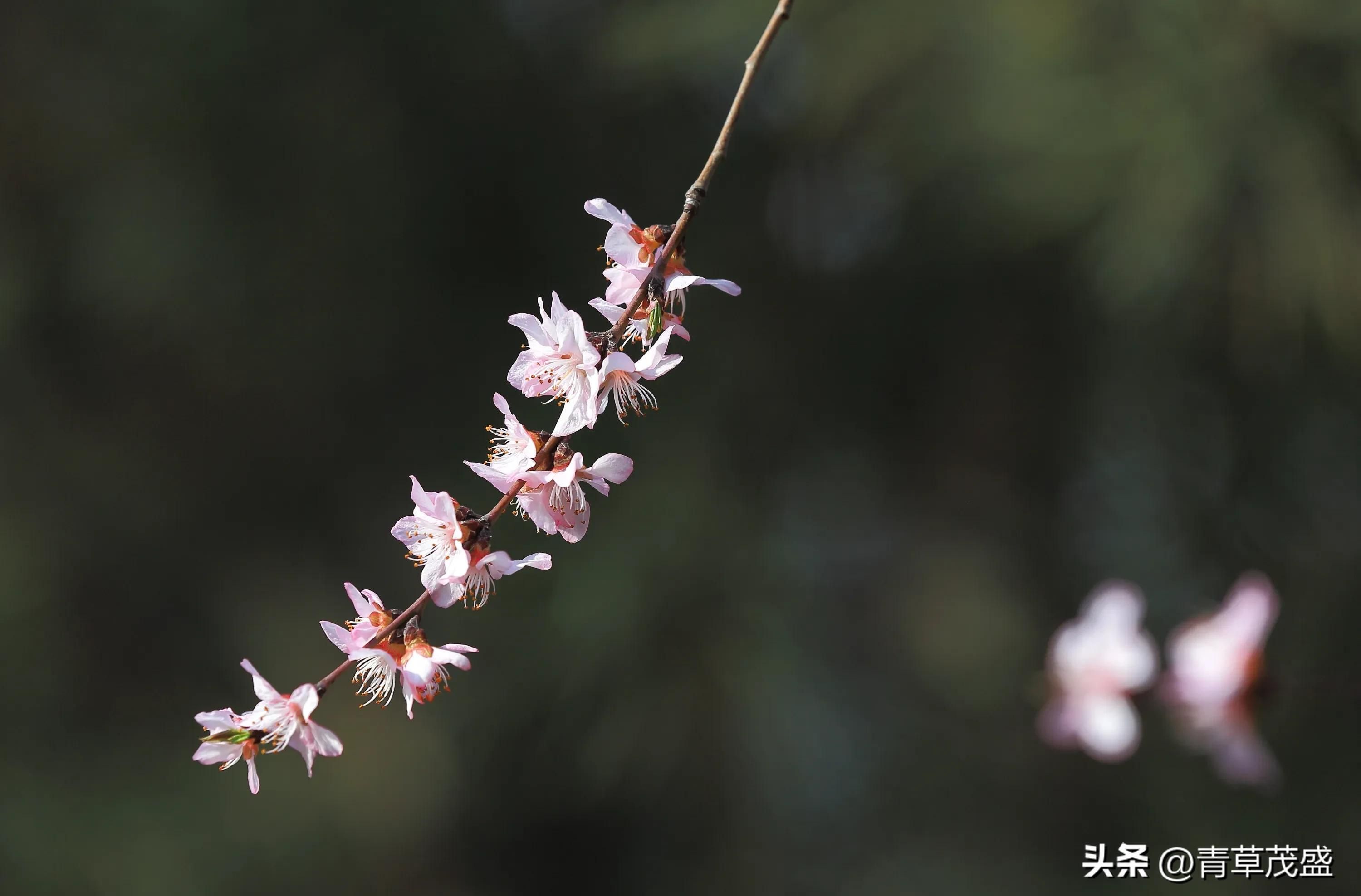 春花烂漫下一句是什么(春花烂漫时的诗句)