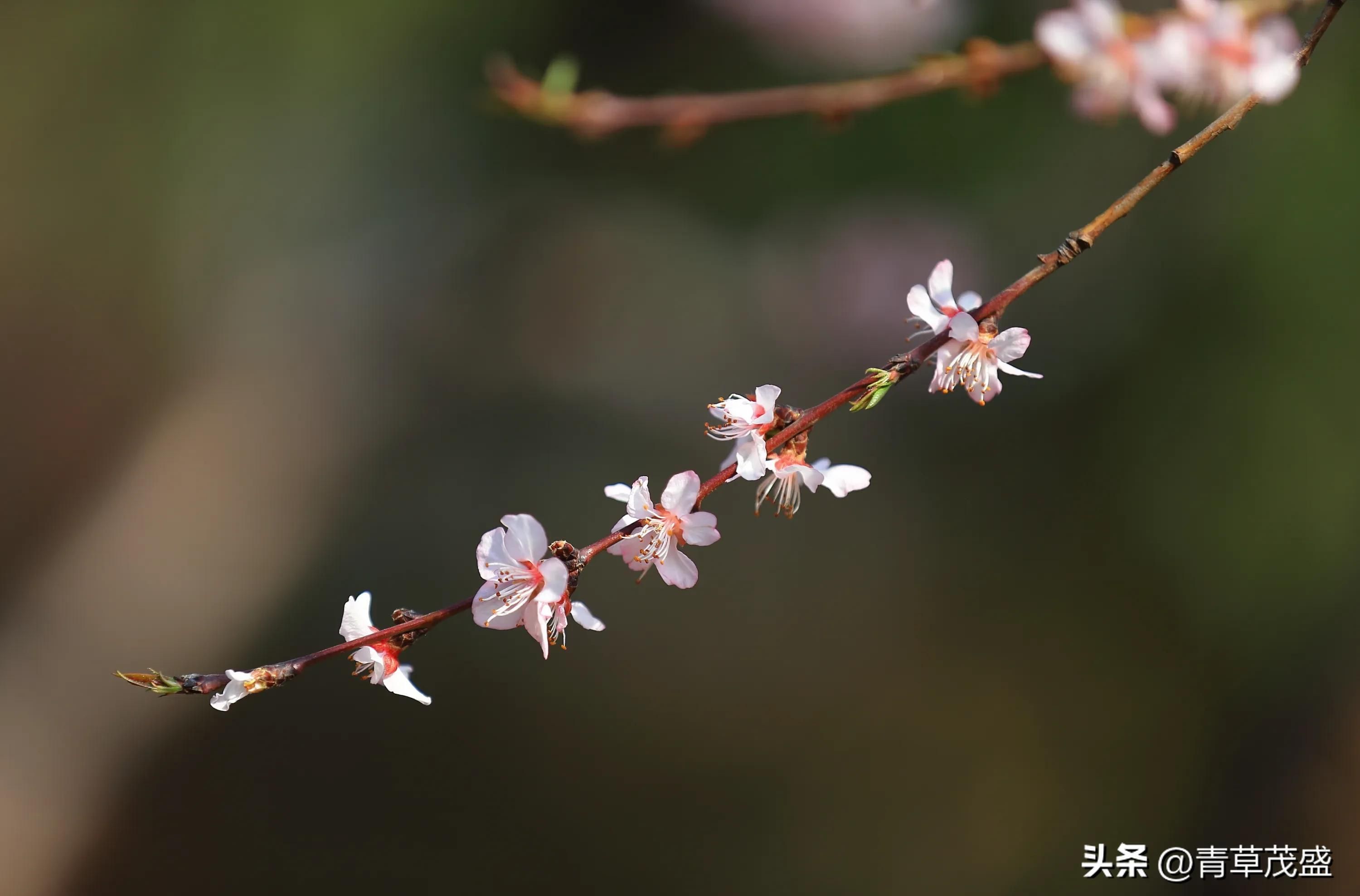 春花烂漫下一句是什么(春花烂漫时的诗句)