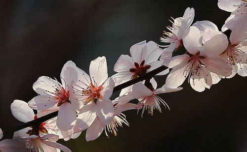 春花烂漫下一句是什么(春花烂漫时的诗句)