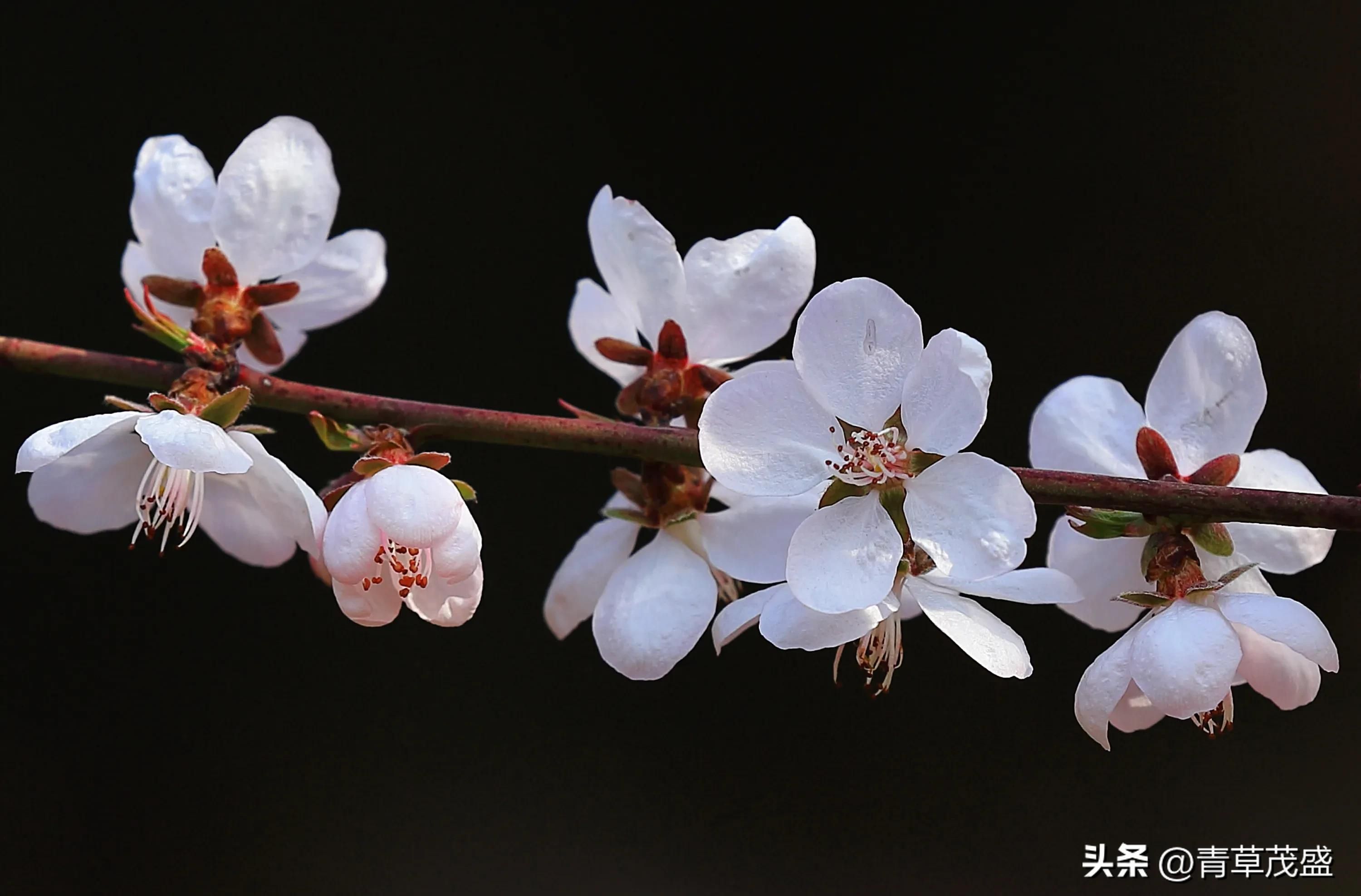 春花烂漫下一句是什么(春花烂漫时的诗句)