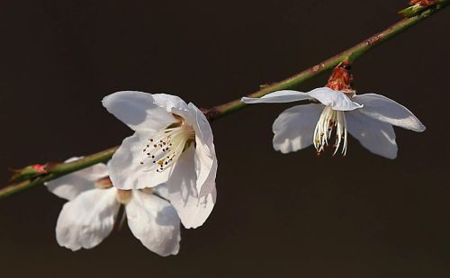 春花烂漫下一句是什么(春花烂漫时的诗句)