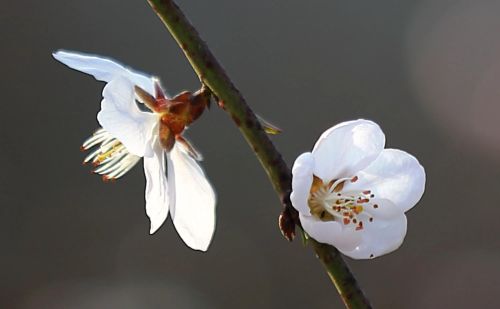 春花烂漫下一句是什么(春花烂漫时的诗句)