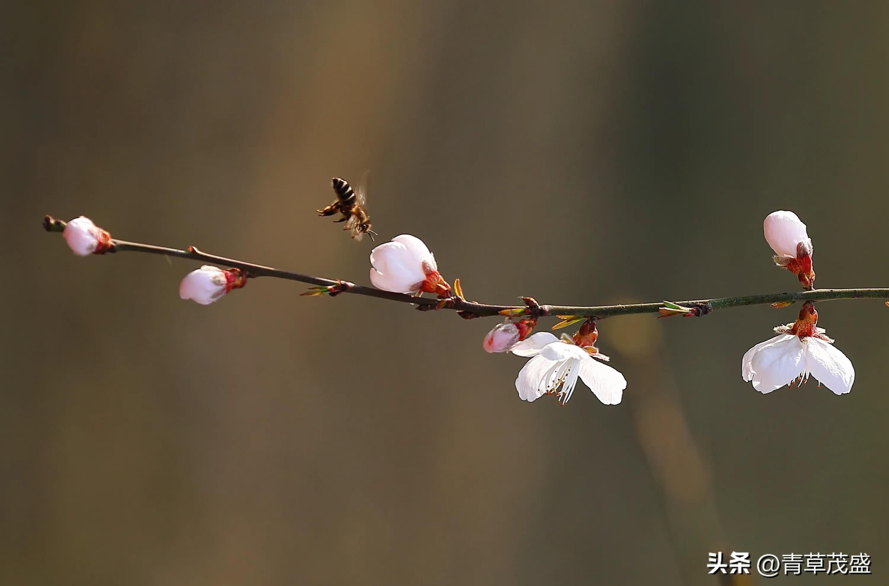 春花烂漫下一句是什么(春花烂漫时的诗句)