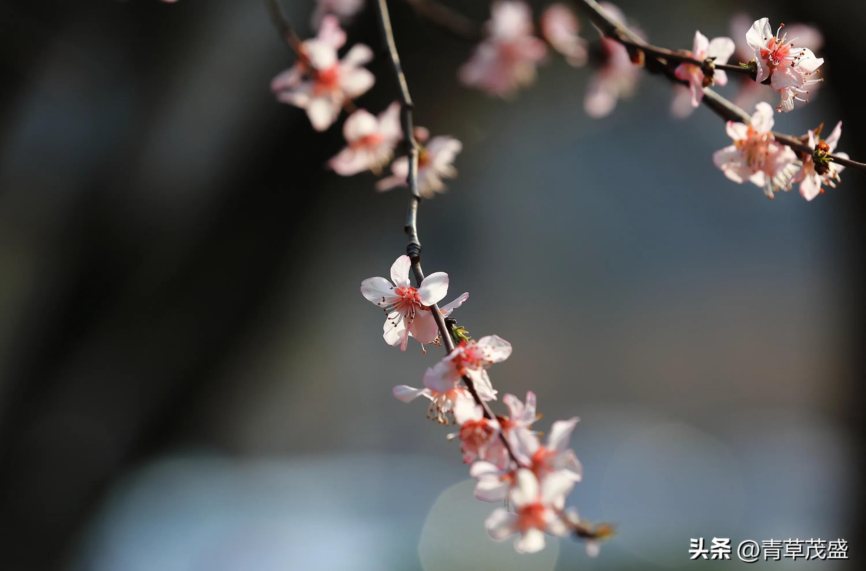 春花烂漫下一句是什么(春花烂漫时的诗句)