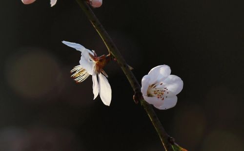 春花烂漫下一句是什么(春花烂漫时的诗句)