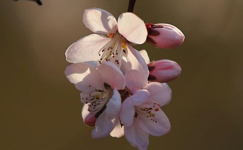 春花烂漫下一句是什么(春花烂漫时的诗句)