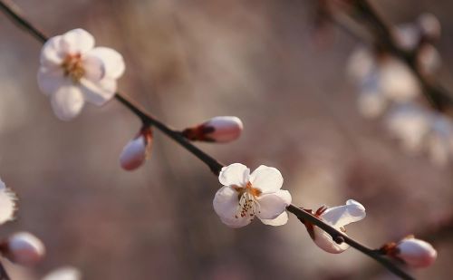 春花烂漫下一句是什么(春花烂漫时的诗句)