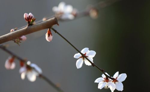 春花烂漫下一句是什么(春花烂漫时的诗句)