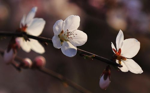 春花烂漫下一句是什么(春花烂漫时的诗句)