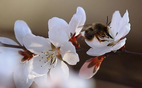 春花烂漫下一句是什么(春花烂漫时的诗句)