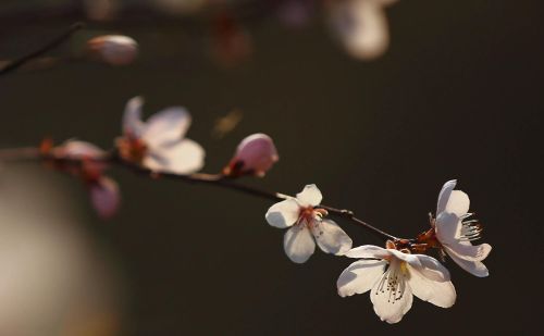 春花烂漫下一句是什么(春花烂漫时的诗句)