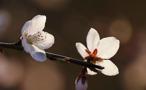 春花烂漫下一句是什么(春花烂漫时的诗句)