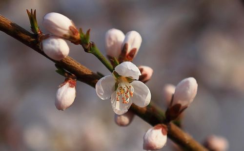 春花烂漫下一句是什么(春花烂漫时的诗句)