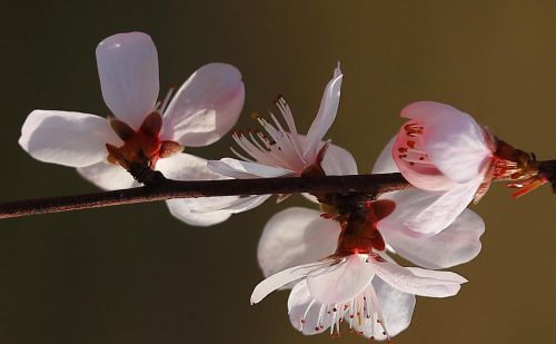 春花烂漫下一句是什么(春花烂漫时的诗句)