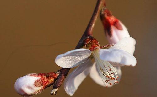 春花烂漫下一句是什么(春花烂漫时的诗句)