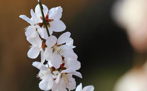 春花烂漫下一句是什么(春花烂漫时的诗句)