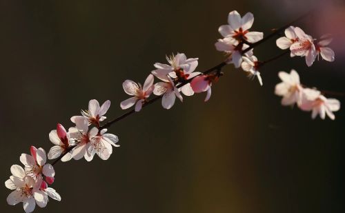 春花烂漫下一句是什么(春花烂漫时的诗句)